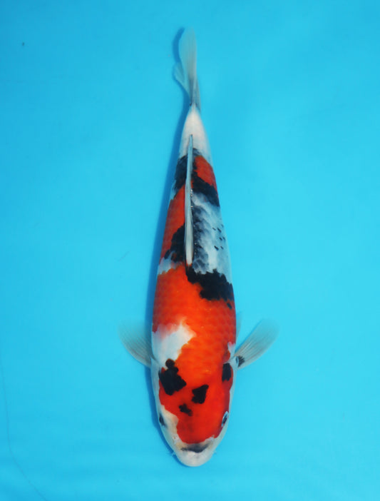 シンデレラカップ No.25 関口養鯉場 昭和三色 25cm
