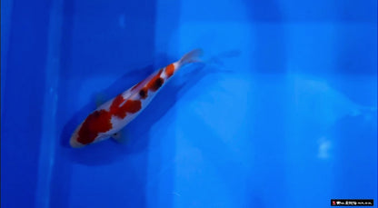 No.8 大日養鯉場トヨタ店　野池預かり込み
