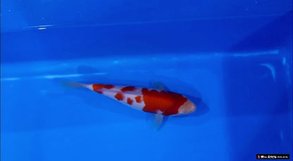 No.3 大日養鯉場トヨタ店　野池預かり込み